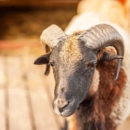 Resort Baltic Park -