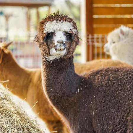 Baltic Park - Resort Niechorze